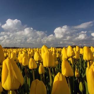Tulips plantation wallpaper