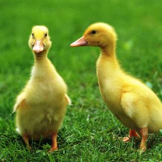 Yellow duck wallpaper