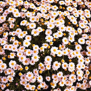 Indie flower wallpaper