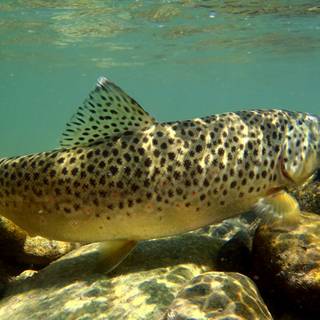 Brown trout wallpaper