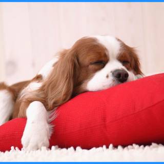 Cute dog Valentines wallpaper