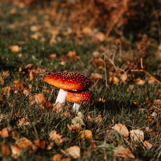 Cottagecore and pretty wallpaper