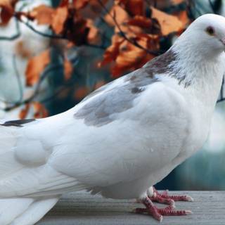 White pigeon wallpaper