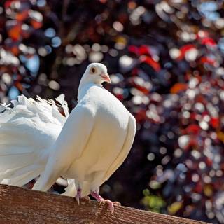 White pigeon wallpaper