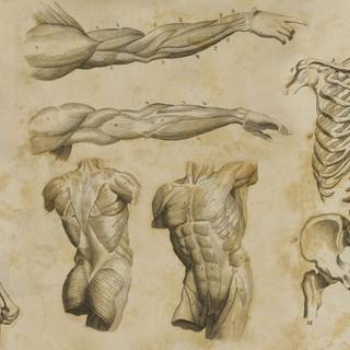 Human physiology wallpaper