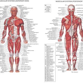 Human physiology wallpaper