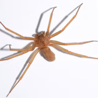 Brown recluse wallpaper