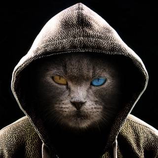 Coolest cat wallpaper