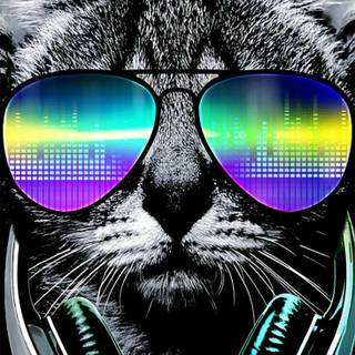 Coolest cat wallpaper