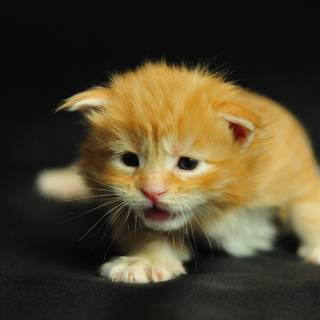 Coolest cat wallpaper