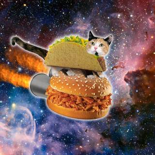 Coolest cat wallpaper