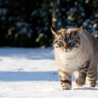Cats in snow wallpaper