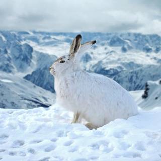 Arctic hare wallpaper