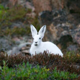 Arctic hare wallpaper