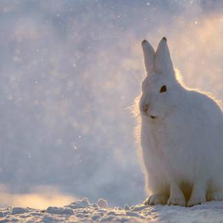 Arctic hare wallpaper