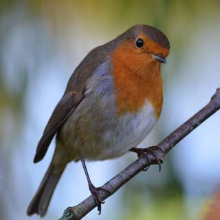 Wild birds wallpaper