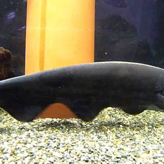 Black ghost knifefish wallpaper