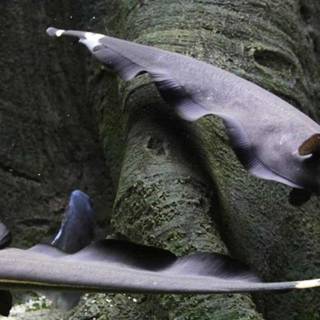 Black ghost knifefish wallpaper