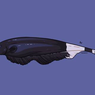 Black ghost knifefish wallpaper