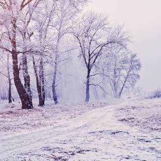 Winter mist desktop wallpaper