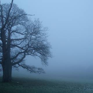 Winter mist desktop wallpaper