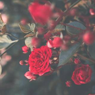 Valentine preppy wallpaper