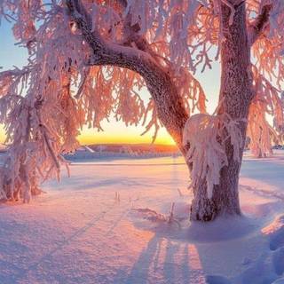 Nature winter Android wallpaper