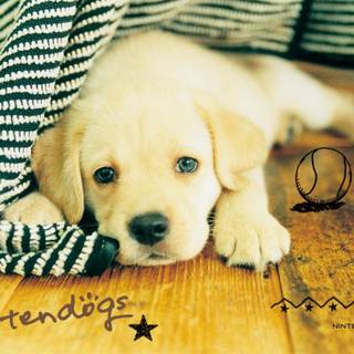 White Labs wallpaper