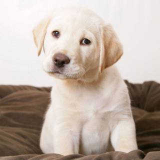 White Labs wallpaper