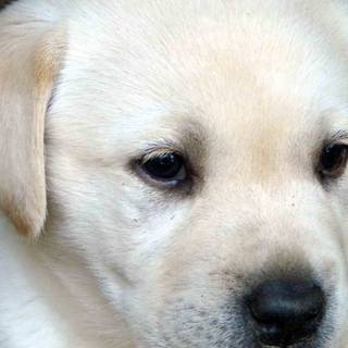 White Labs wallpaper