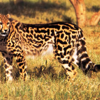 King Cheetah wallpaper