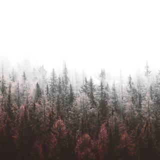 iPhone 12 winter forest wallpaper