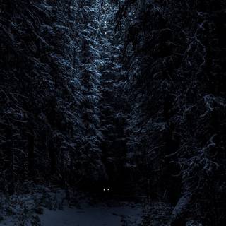 iPhone 12 winter forest wallpaper