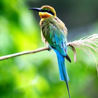 Cool birds wallpaper