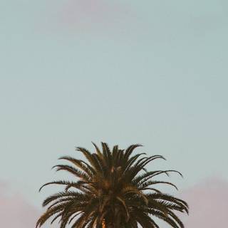 California Palm Springs iPhone wallpaper