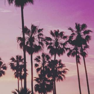 California Palm Springs iPhone wallpaper