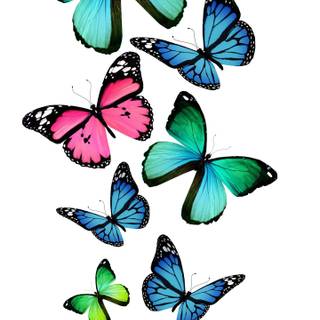 Butterfly art wallpaper