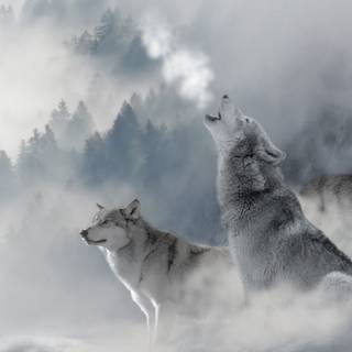 Winter wolves wallpaper