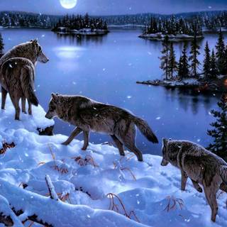 Winter wolves wallpaper