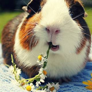 Guinea pig chan wallpaper