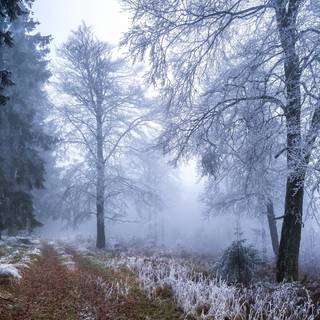 Winter grassland wallpaper