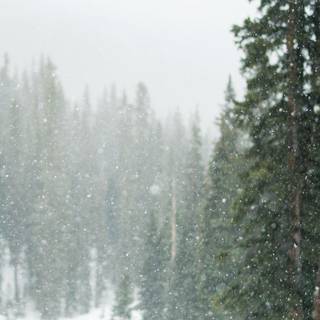 Winter mountain forest wallpaper