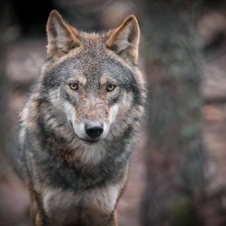 Grey wolves wallpaper