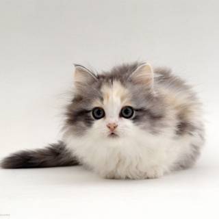 Munchkin kitten wallpaper