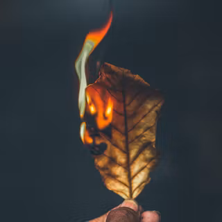 Burning flower wallpaper