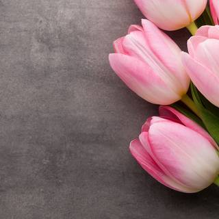 Tulip computer wallpaper