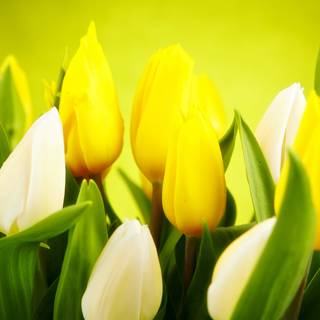 Tulip 4k PC wallpaper