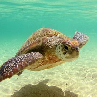 Sea turtle cute wallpaper