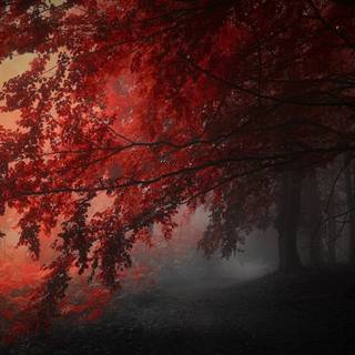 Dark red aesthetic desktop wallpaper