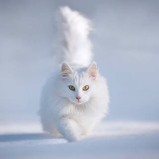 Cute cats winter wallpaper